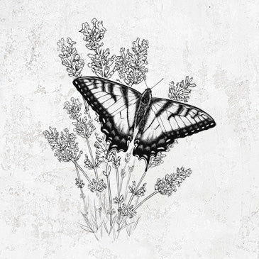 Eastern Tiger Swallowtail Butterfly with Lavender - Papilio glaucus