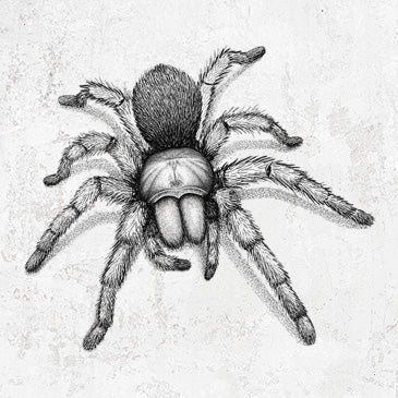 Desert Blonde Tarantula - Aphonopelma chalcodes