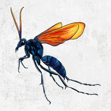 Tarantula Hawk Wasp - Pepsis grossa