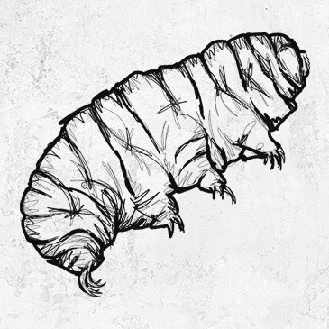 Tardigrade - Tardigrada illustration on apparel