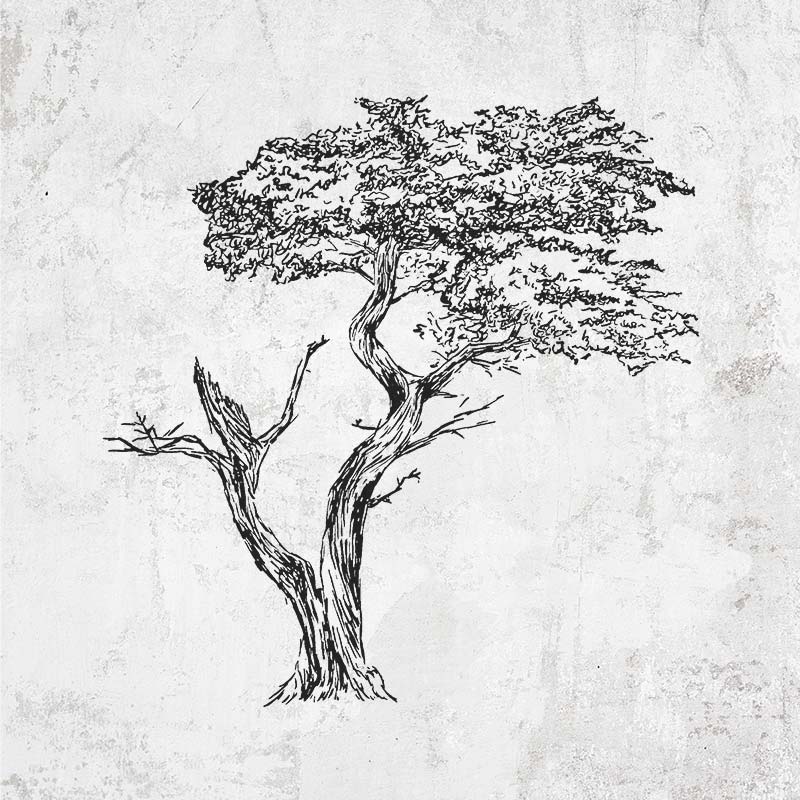 The Lone Cypress - Cupressus Macrocarpa - Monterey Cypress