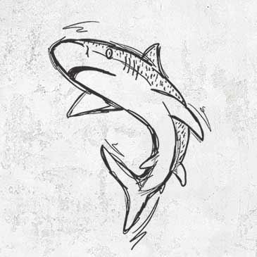 Hand-drawn Tiger Shark Tees and Gifts | Marine Life Apparel