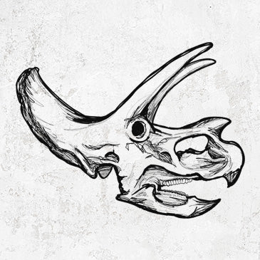 Triceratops Skull
