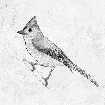 Tufted Titmouse Tees and Hoodies | BeCauseTees