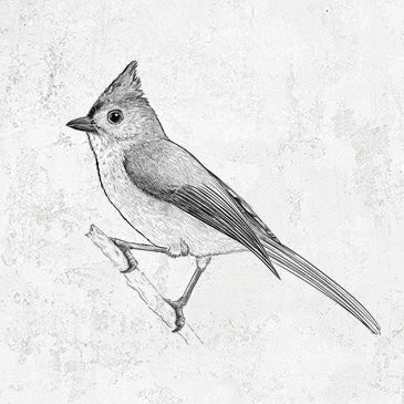 Tufted Titmouse - Baeolophus bicolor