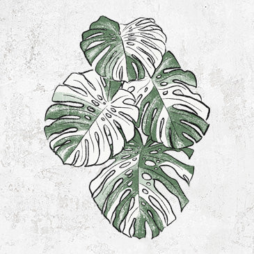 Variegated Monstera