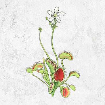 Colorful Carnivorous Venus Fly Trap