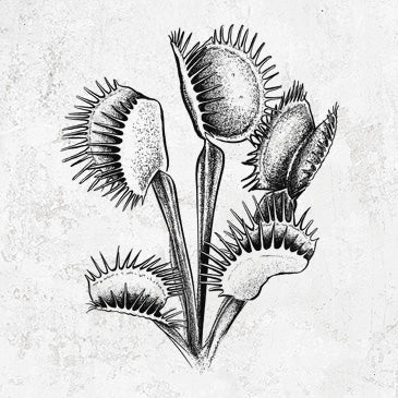 Venus Fly Trap - Dionaea muscipula