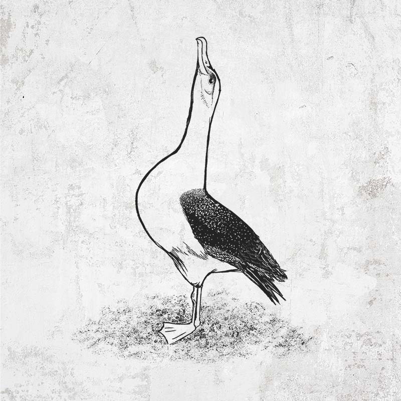 Diomedea exulans - Wandering Albatross