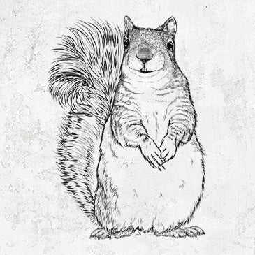 Western Grey Squirrel clothing and gifts with Sciurus griseus drawing