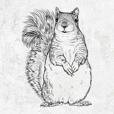 Western Grey Squirrel - Sciurus griseus