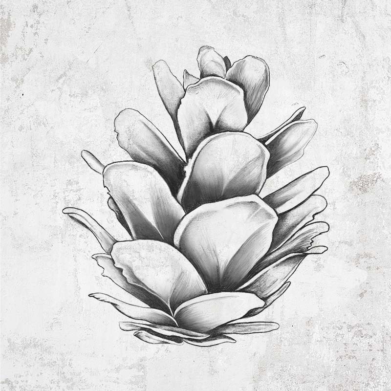 Hand-drawn Western Hemlock Pine Cone Design