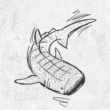 Hand Illustrated Whale Shark Tees and Gifts | Because Tees