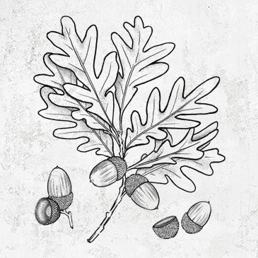 White Oak Branch with Acorns - Quercus alba