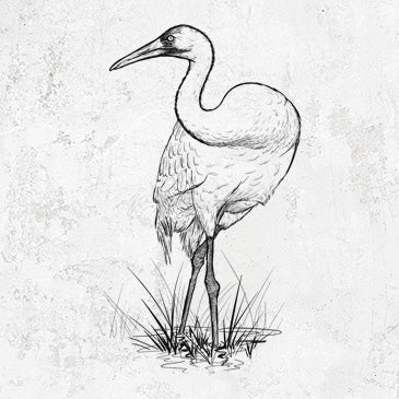Whooping Crane - Grus americana