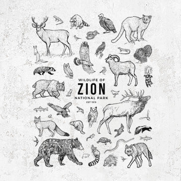 Wildlife of Zion National Park