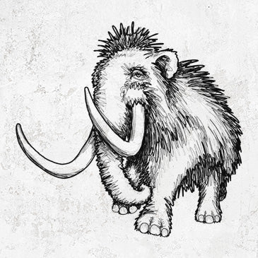 Woolly Mammoth - Mammuthus Primigenius