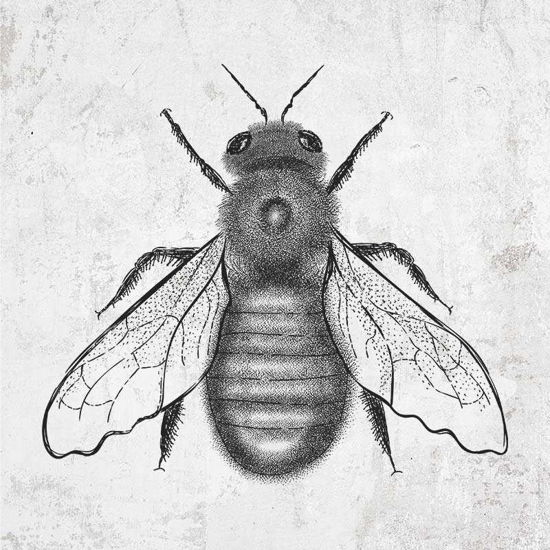 Xylocopa Virginica - Carpenter Bee
