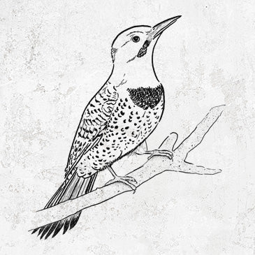 Northern Flicker (Yellow-shafted) - Colaptes auratus