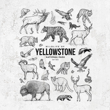Wildlife of Yellowstone National Park