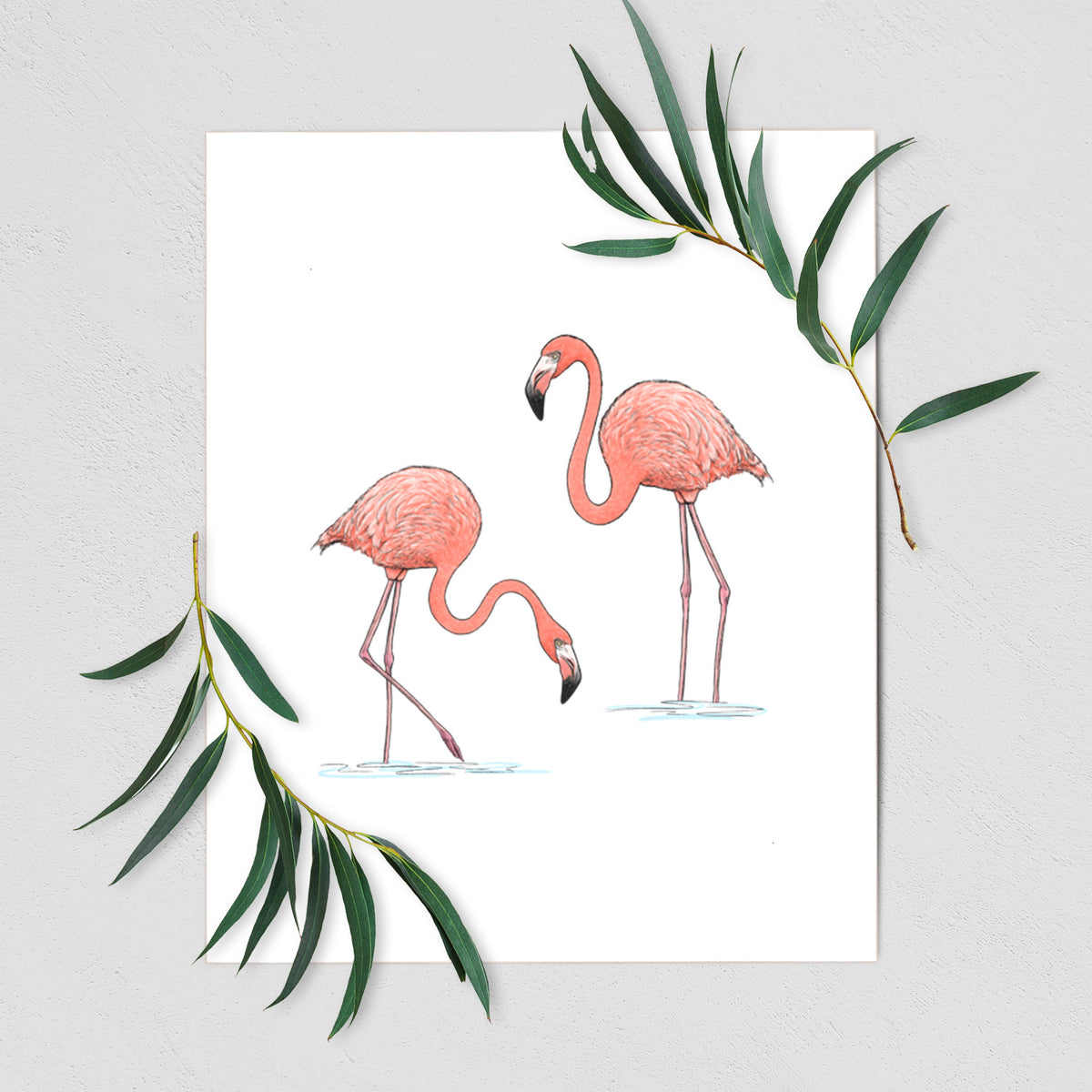 American Flamingos - Phoenicopterus ruber - Fine Art Print