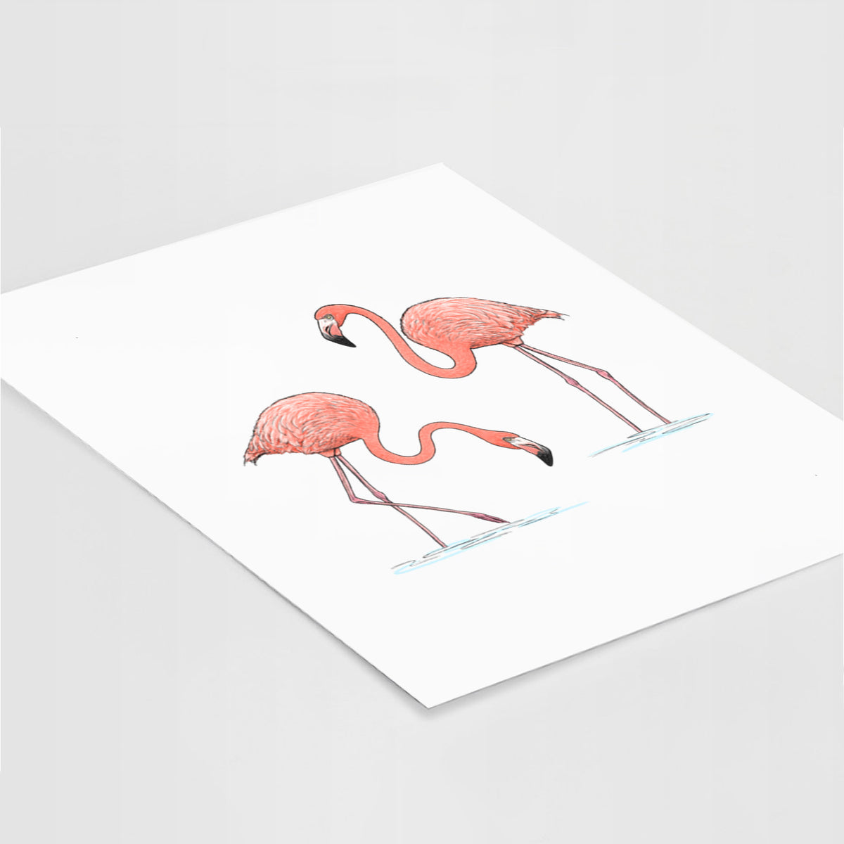 American Flamingos - Phoenicopterus ruber - Fine Art Print