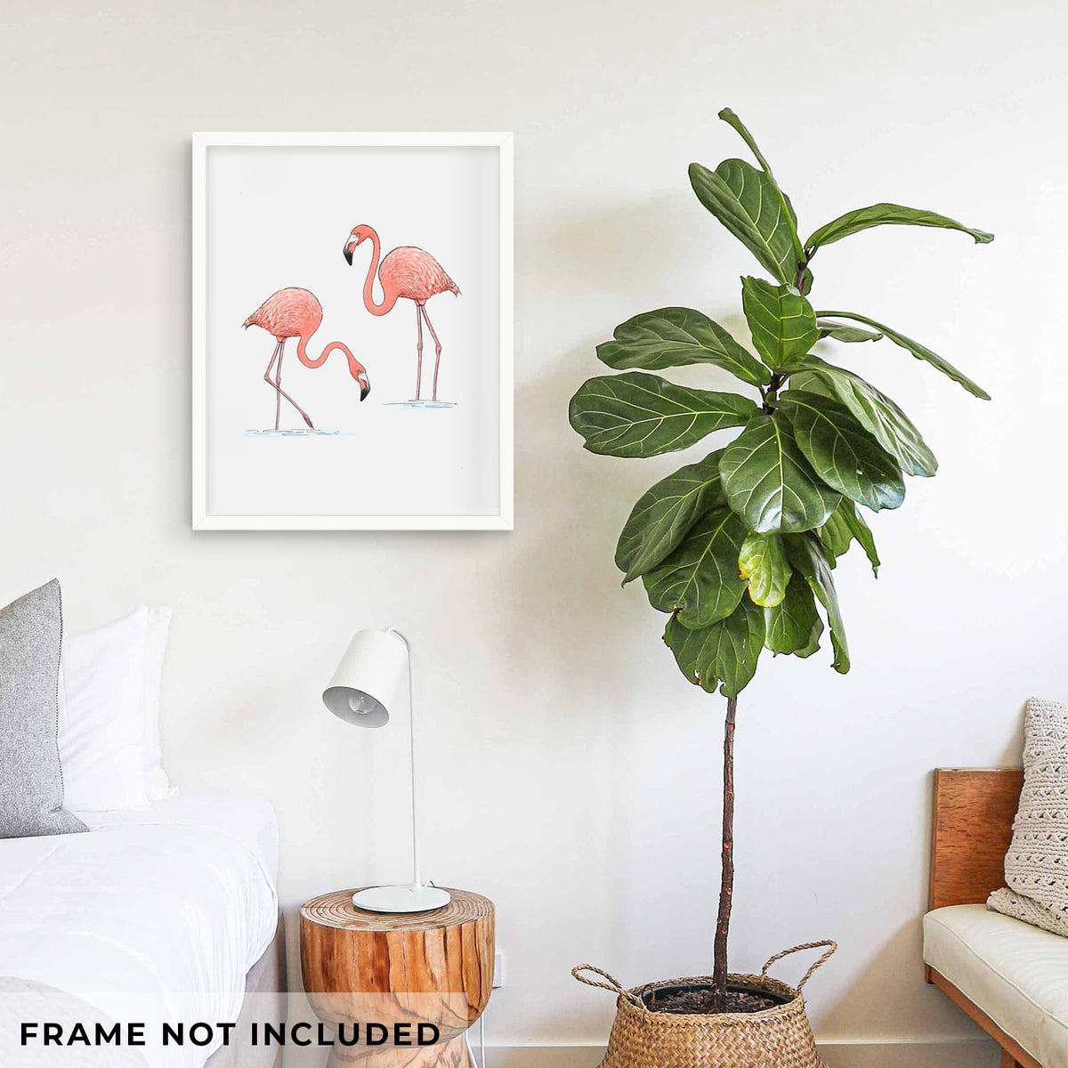American Flamingos - Phoenicopterus ruber - Fine Art Print
