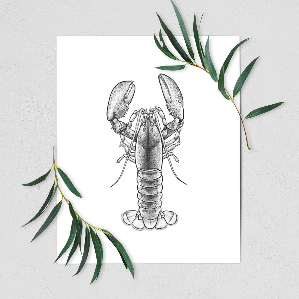 American Lobster - Homarus americanus - Fine Art Print
