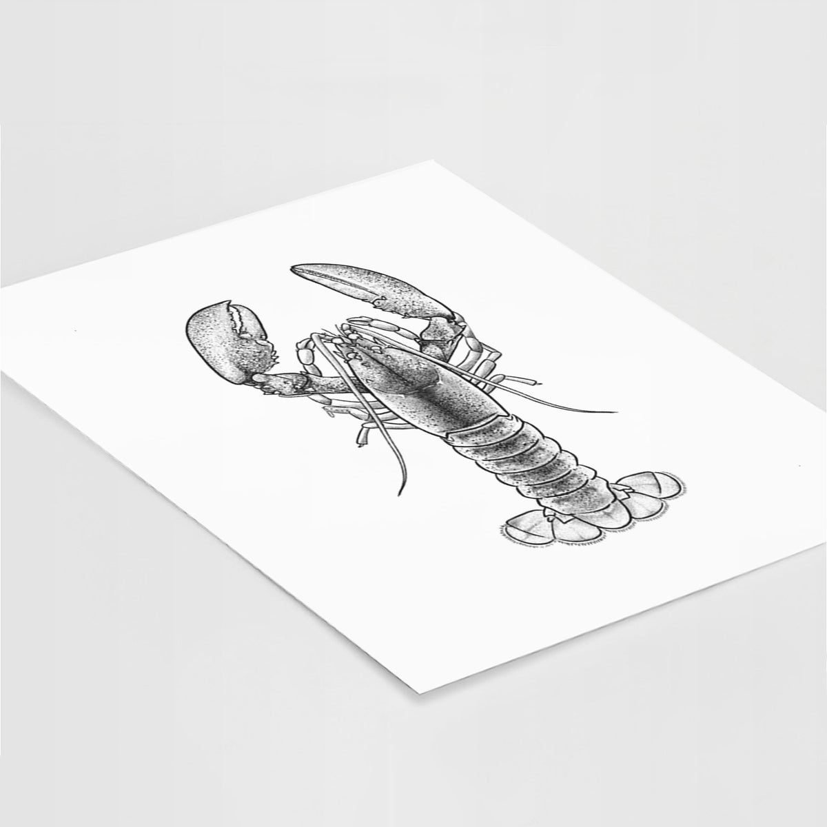 American Lobster - Homarus americanus - Fine Art Print