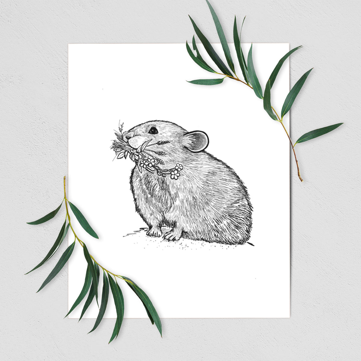 Ochotona princeps - American Pika - Fine Art Print