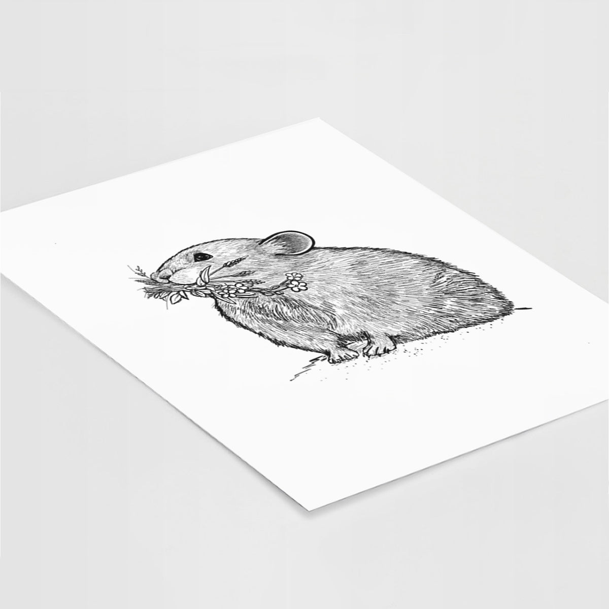 Ochotona princeps - American Pika - Fine Art Print