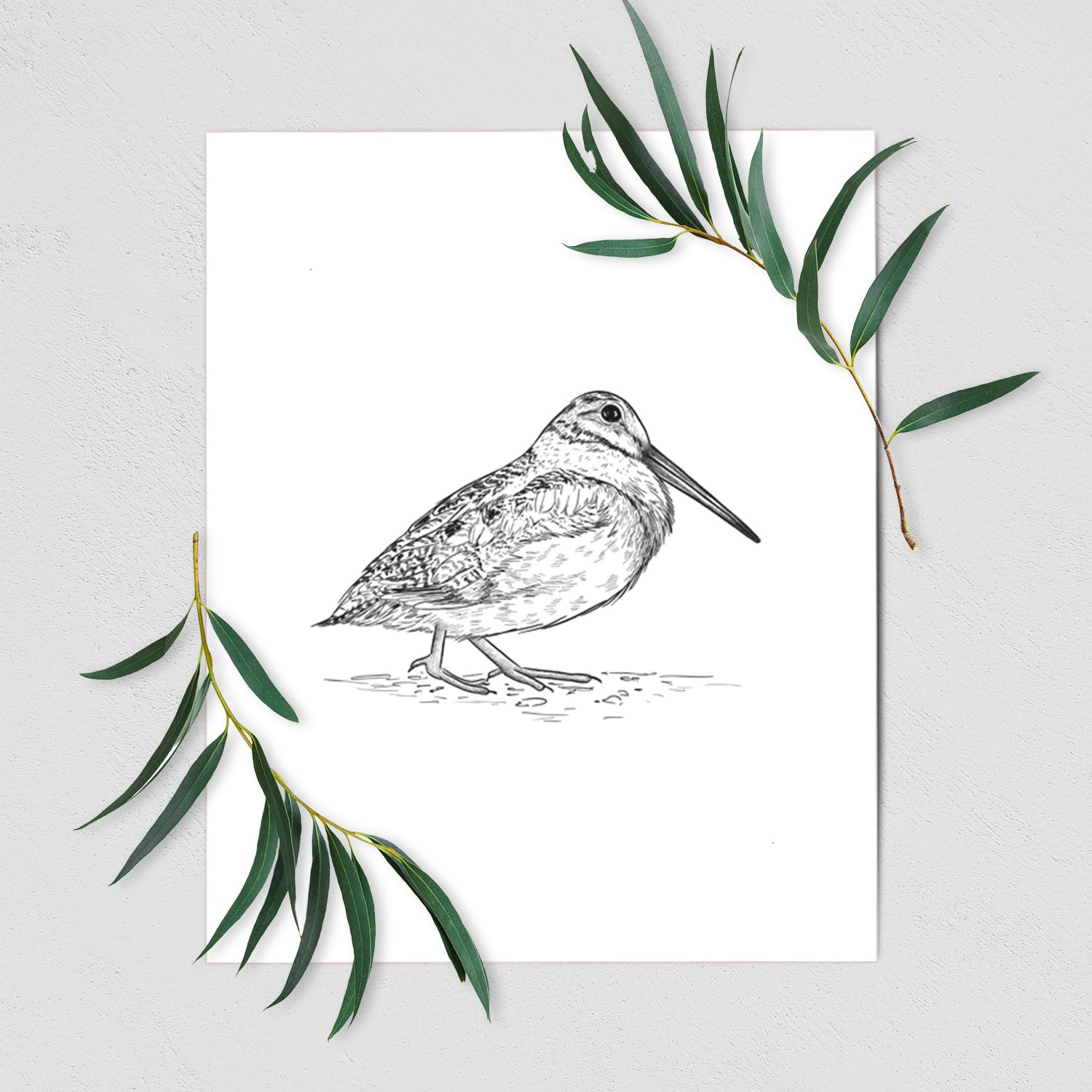 American Woodcock - Scolopax minor - Fine Art Print