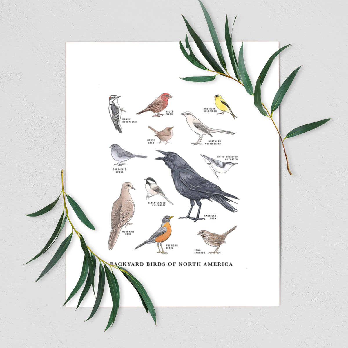 Common Backyard Birds of North America - Fine Art Print