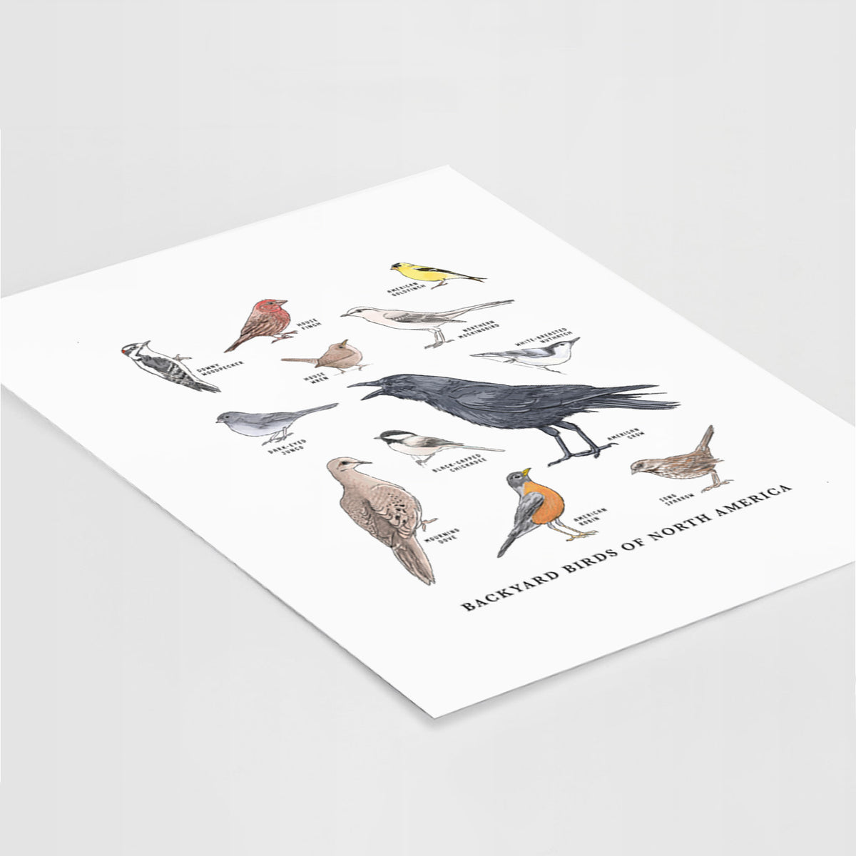 Common Backyard Birds of North America - Fine Art Print