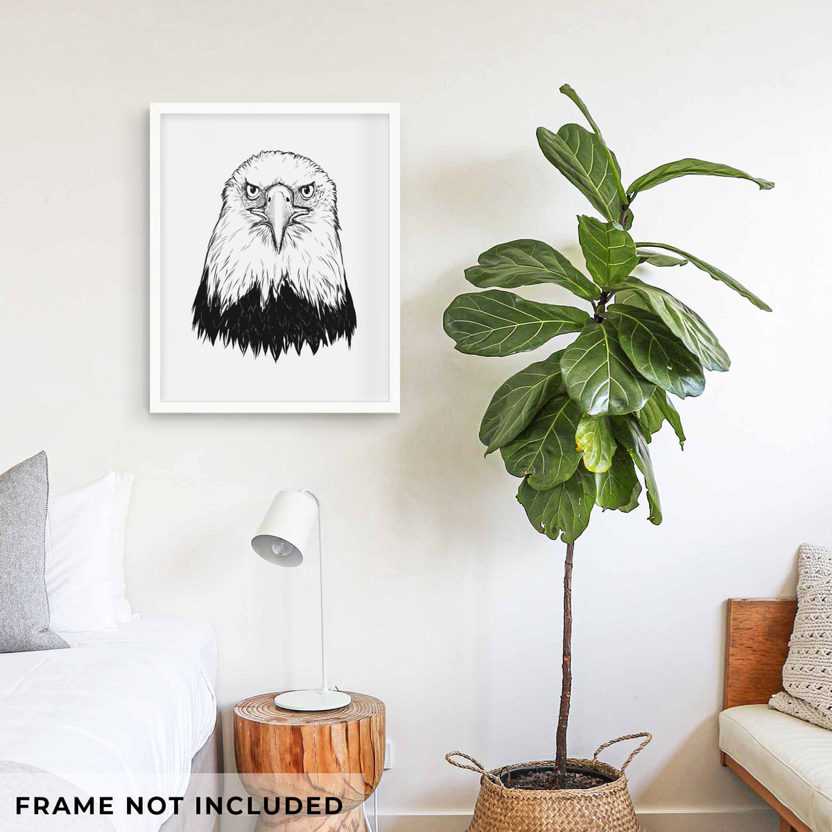 Haliaeetus Leucocephalus - American Bald Eagle - Fine Art Print