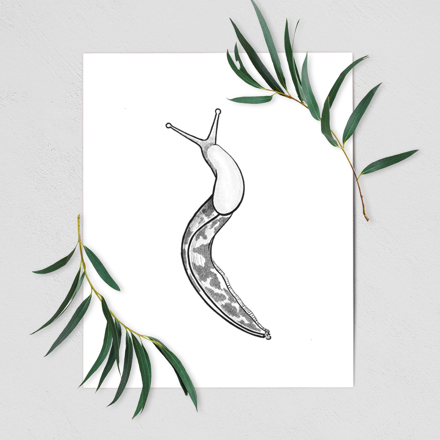 Pacific Banana Slug - Ariolimax columbianus - Fine Art Print