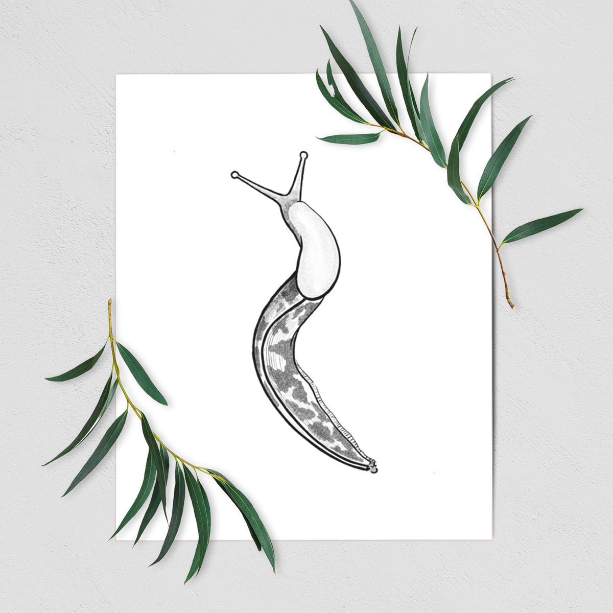 Pacific Banana Slug - Ariolimax columbianus - Fine Art Print