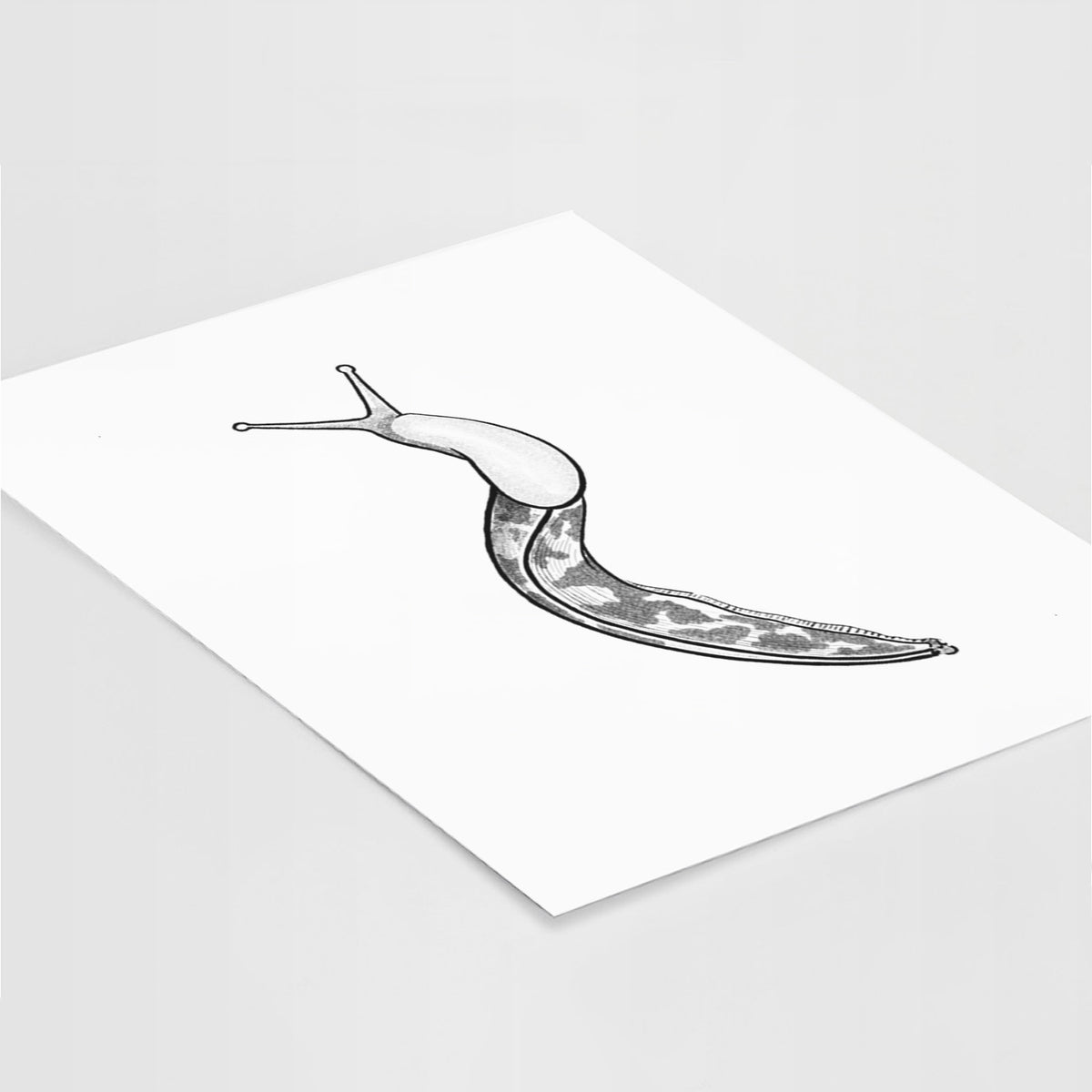 Pacific Banana Slug - Ariolimax columbianus - Fine Art Print