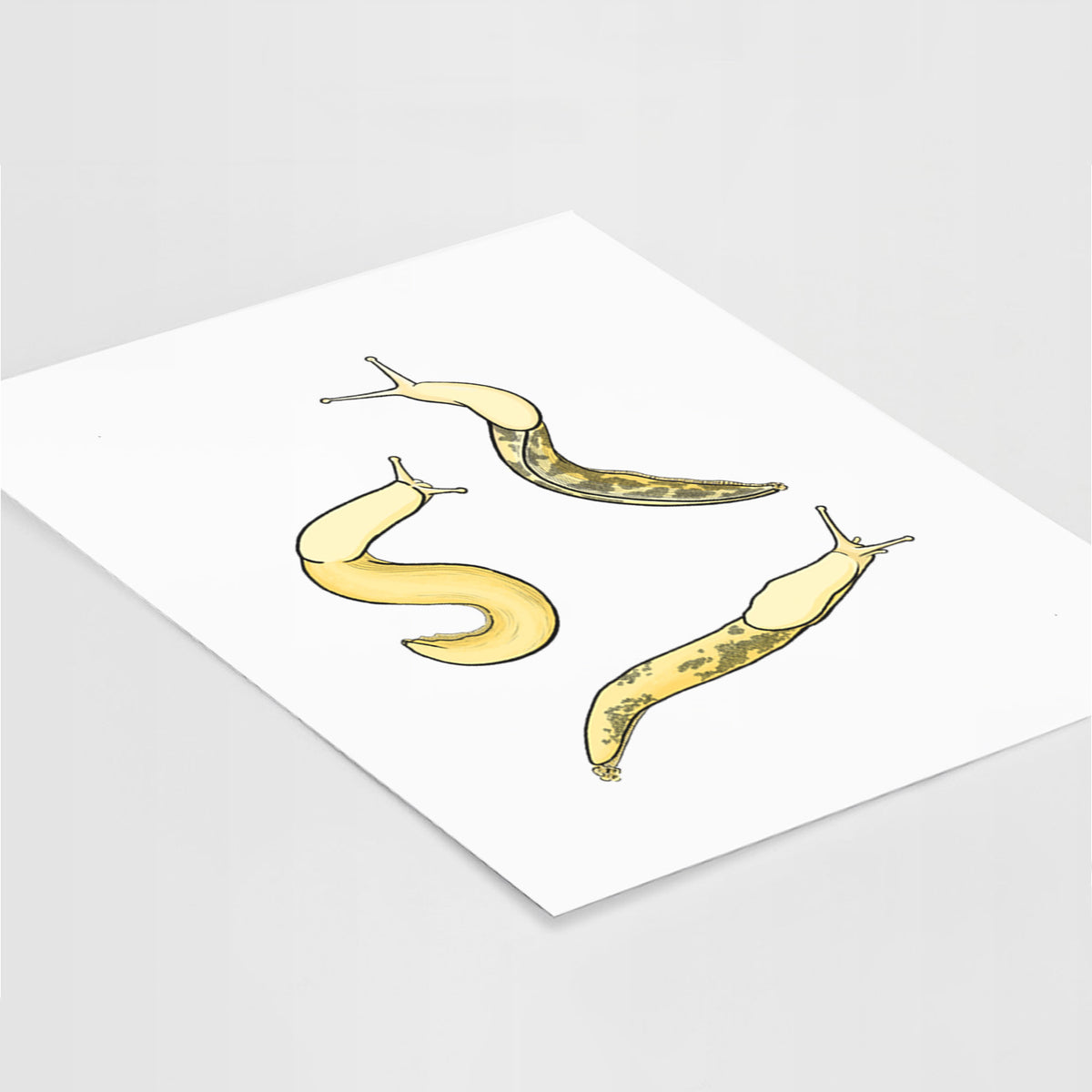 Banana Slug Squad - Ariolimax columbianus - Fine Art Print