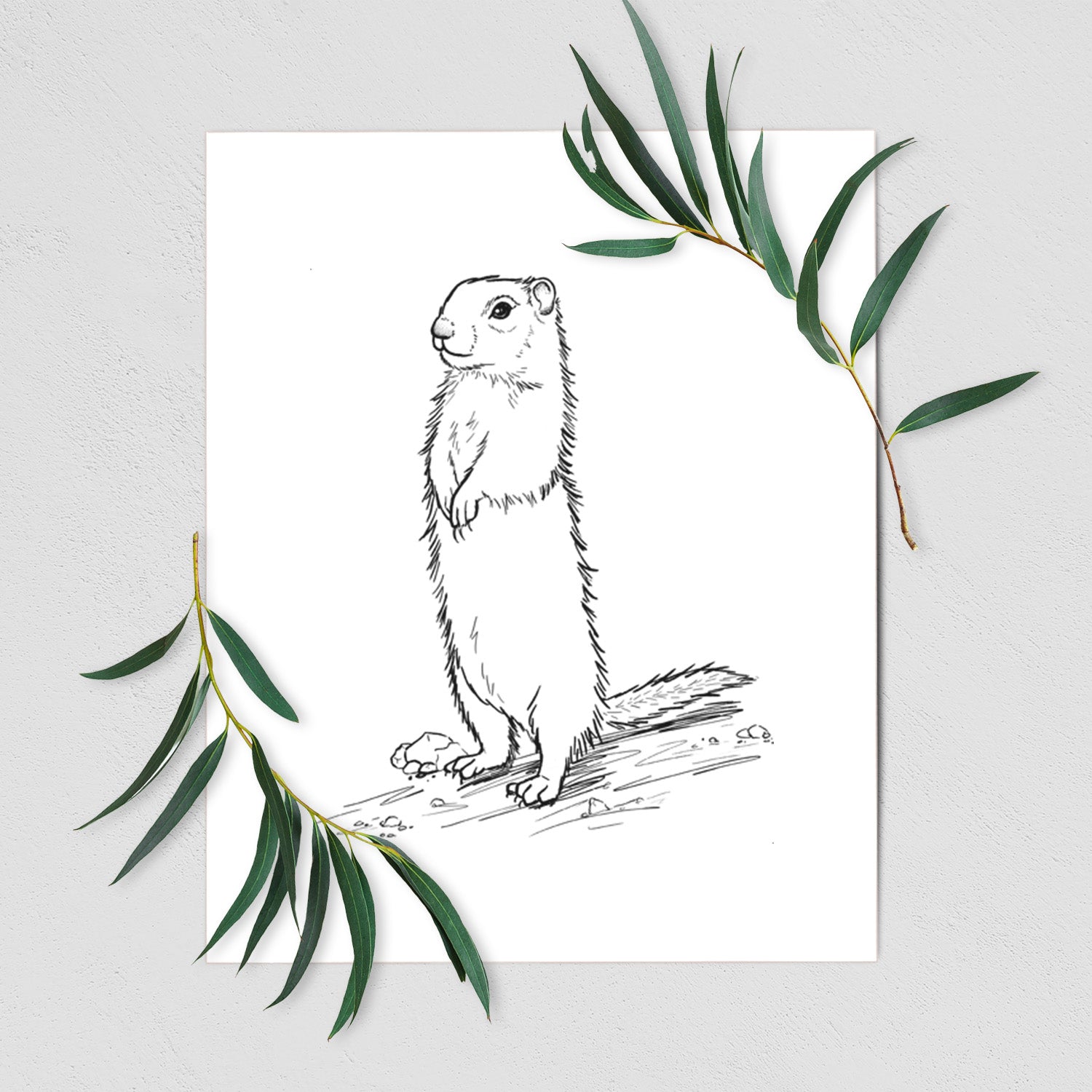 Belding's Ground Squirrel - Urocitellus beldingi - Fine Art Print