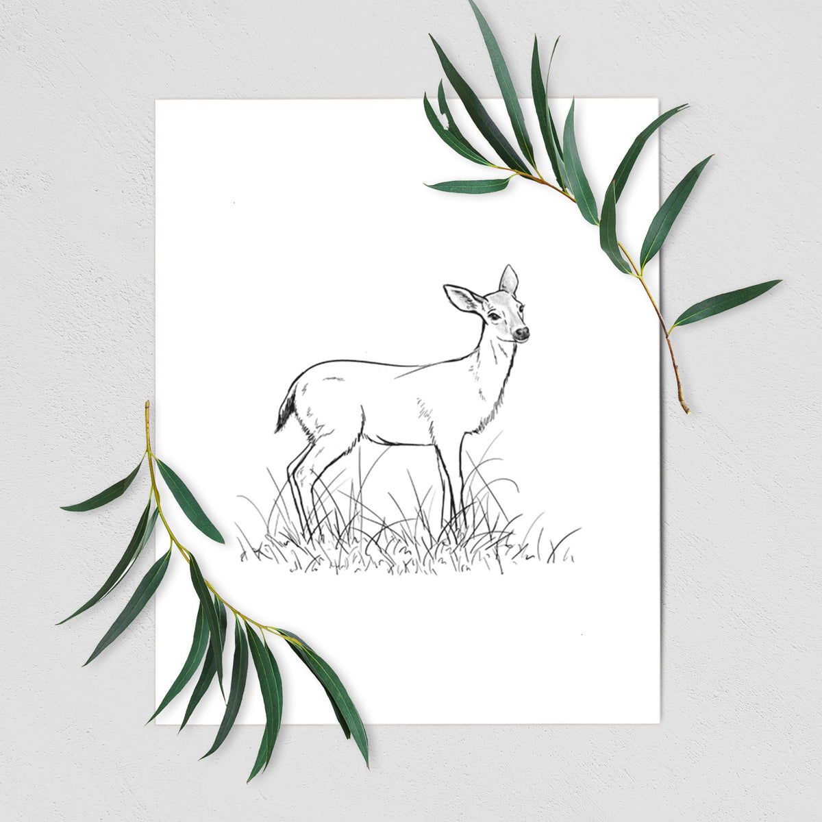 Black-tailed Deer Doe - Odocoileus hemionus hemionus - Fine Art Print