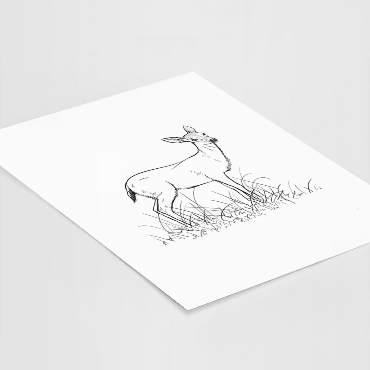 Black-tailed Deer Doe - Odocoileus hemionus hemionus - Fine Art Print