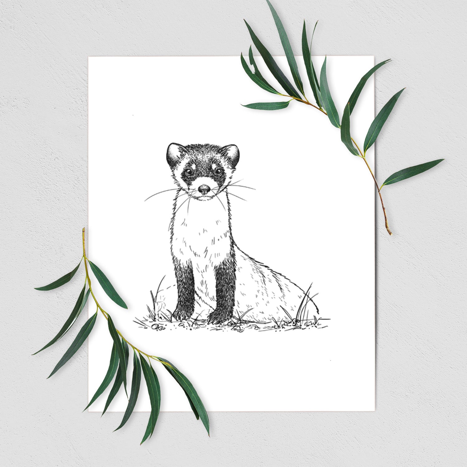 Black-footed Ferret - Mustela nigripes - Fine Art Print