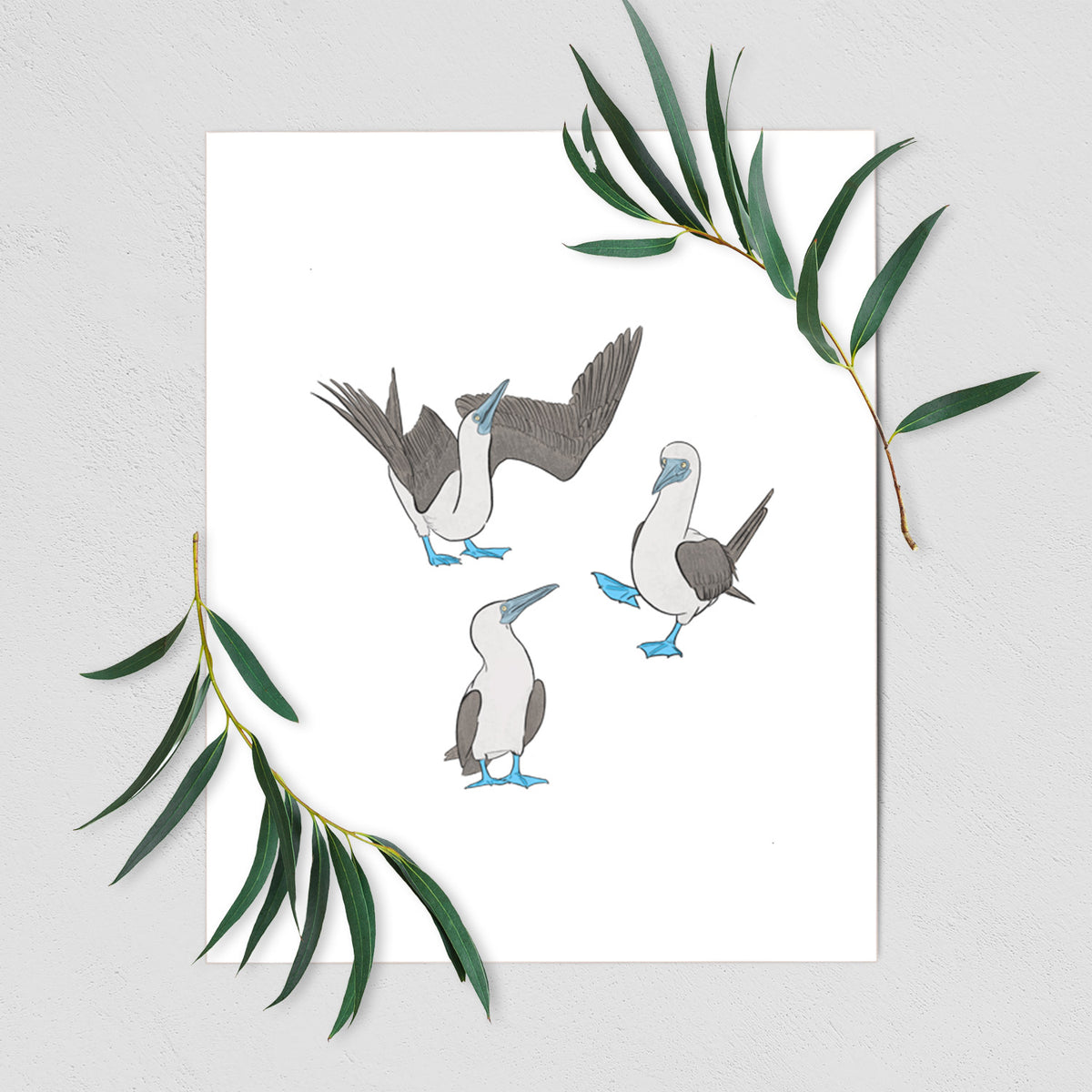 Blue-footed Booby Trio - Sula nebouxii - Fine Art Print