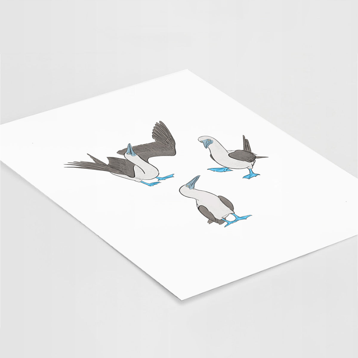 Blue-footed Booby Trio - Sula nebouxii - Fine Art Print