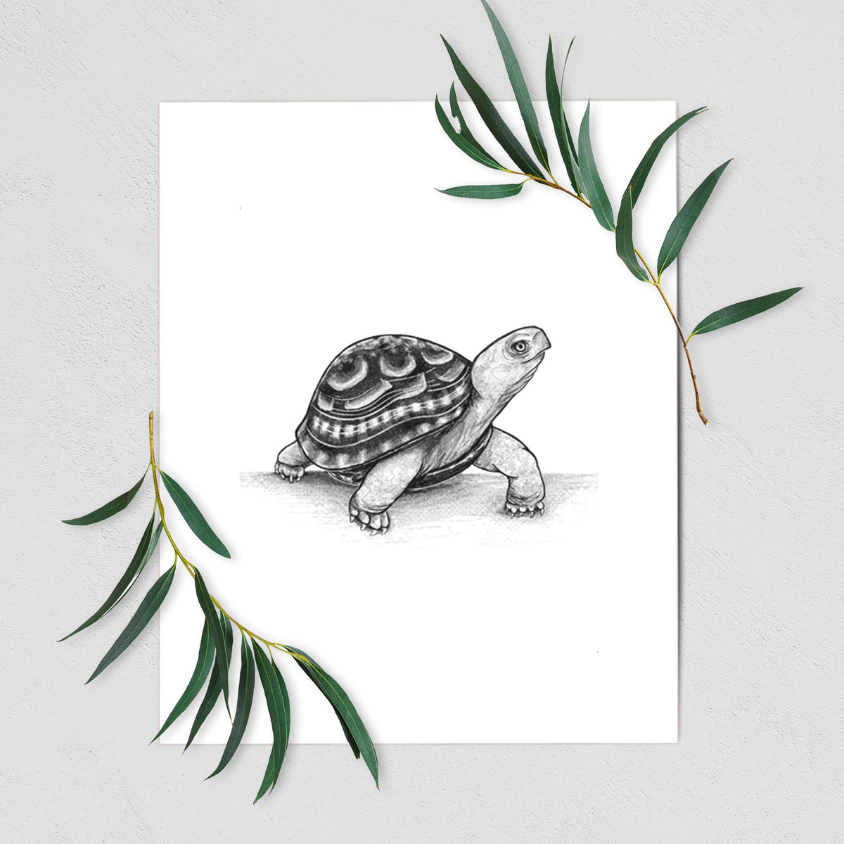 Common Box Turtle - Terrapene carolina - Fine Art Print