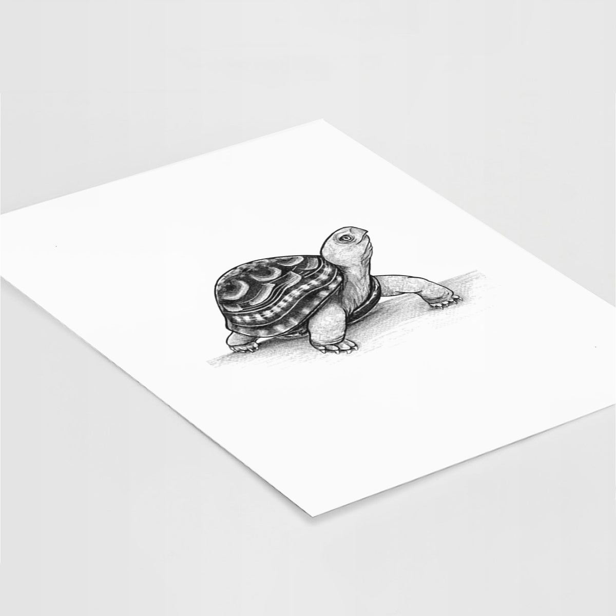 Common Box Turtle - Terrapene carolina - Fine Art Print