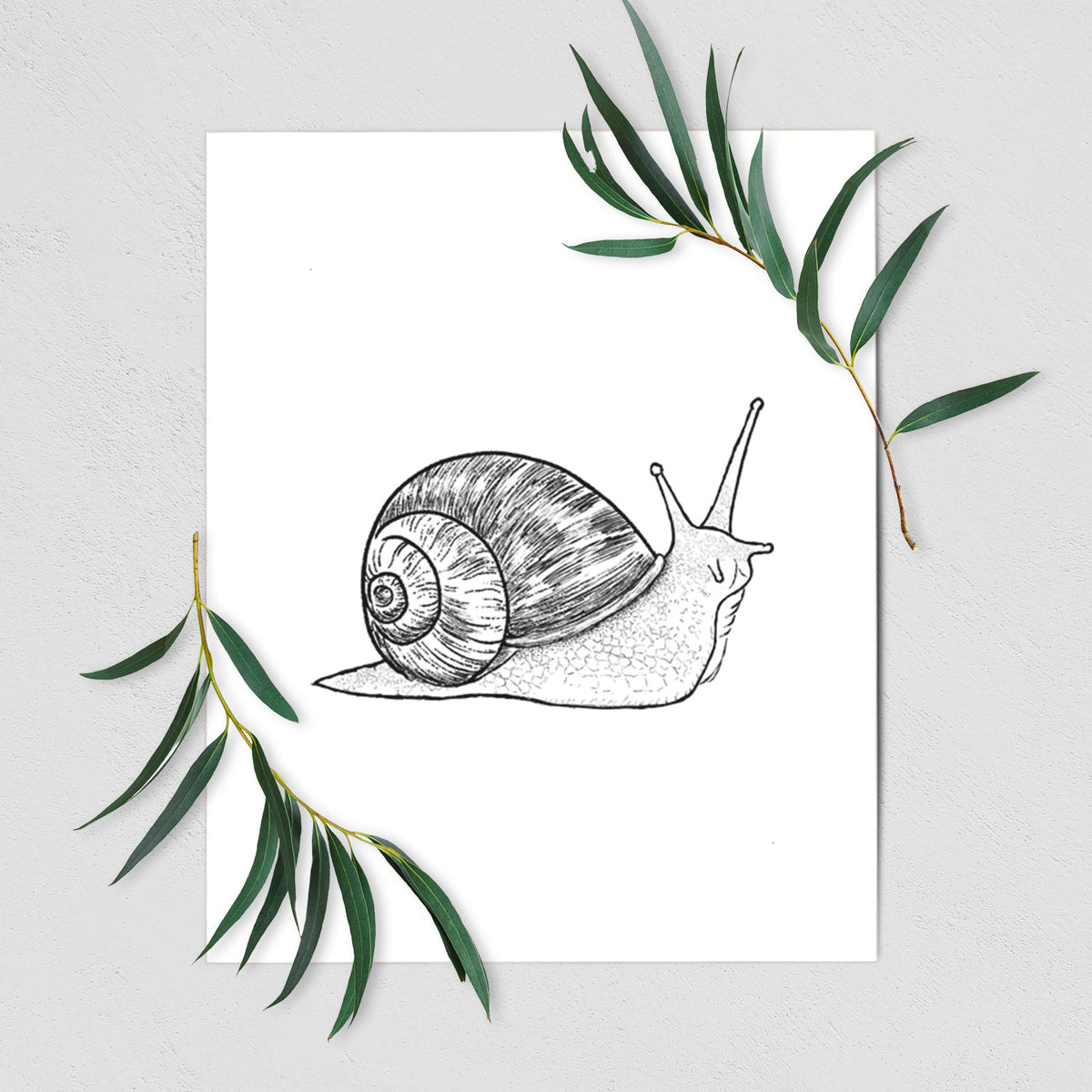 Brown Garden Snail - Cornu aspersum - Fine Art Print