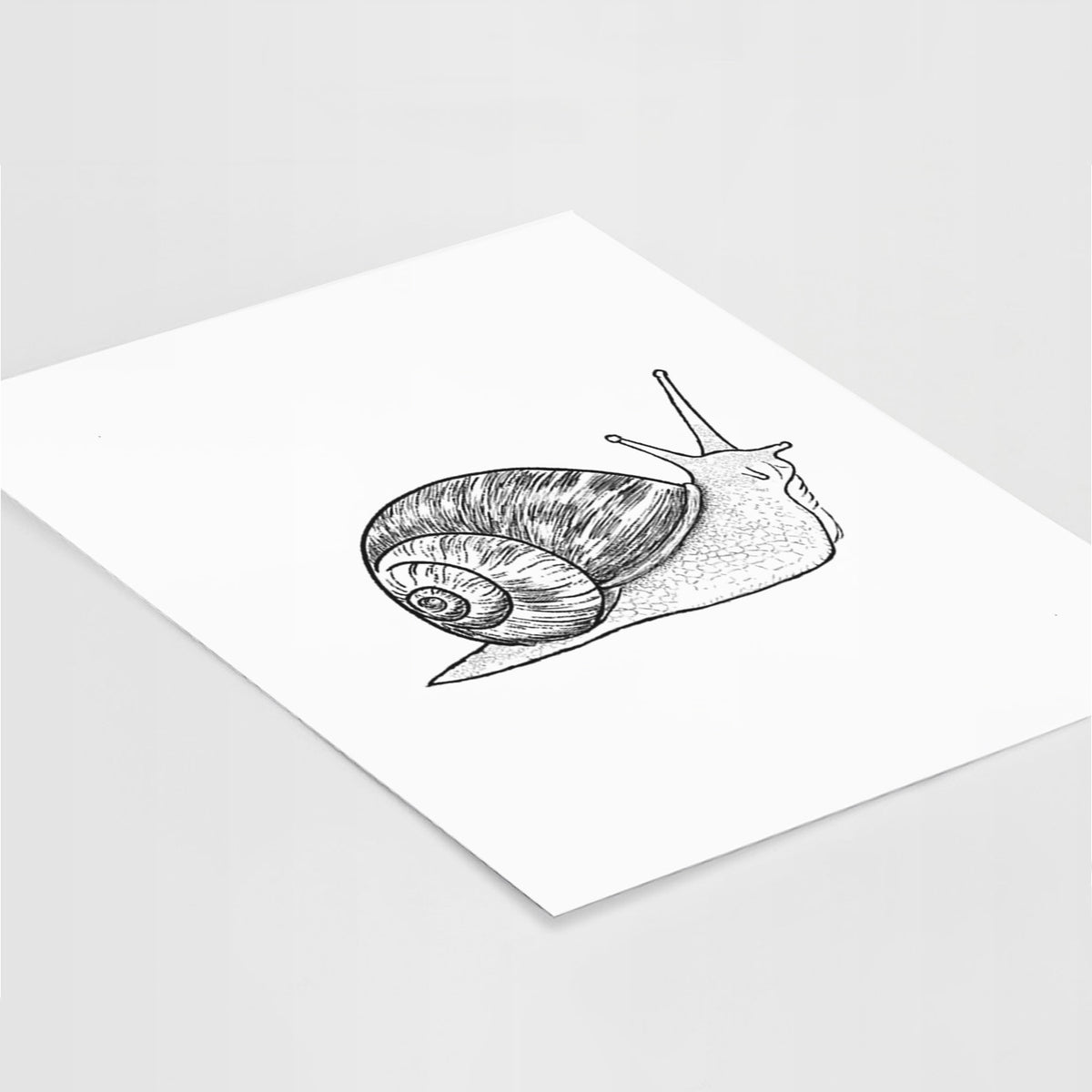 Brown Garden Snail - Cornu aspersum - Fine Art Print