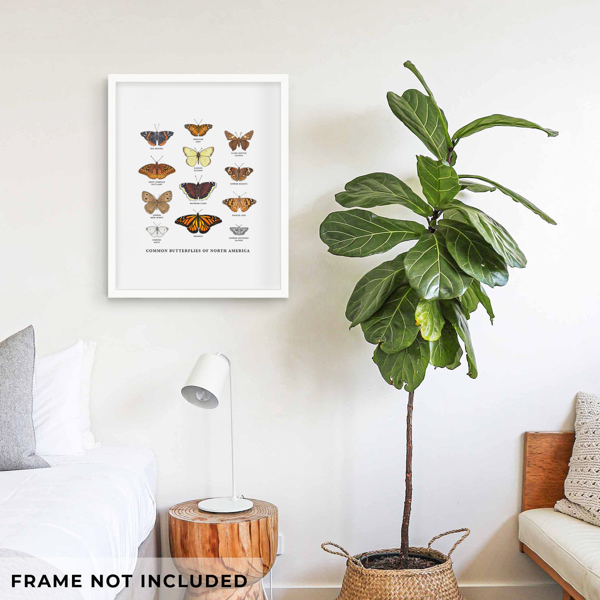 Common Butterflies of North America - Fine Art Print